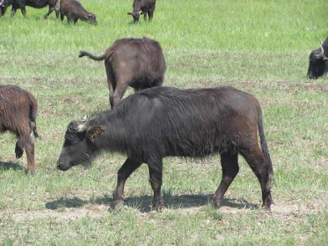kerekparturamorahalombivalyrezervatum2012majus